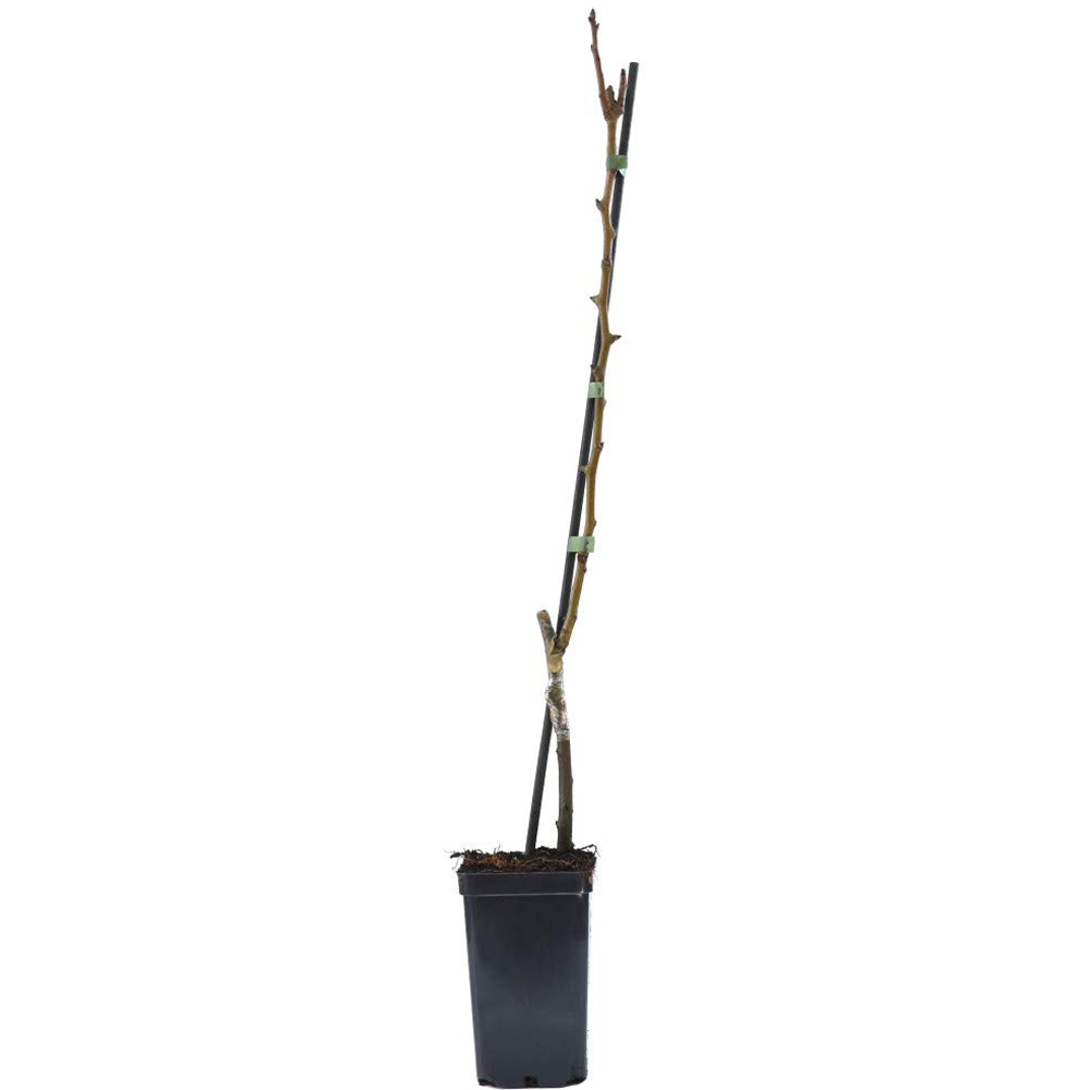 Thompson and Morgan Pear Pyrus Mini Conference Plant Pot 9cm Image 7