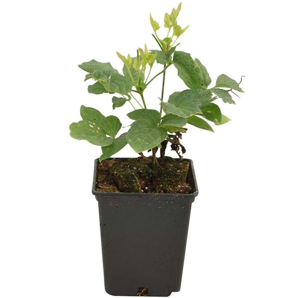 Thompson and Morgan Clematis Urophylla Winter Beauty Plant Pot 7cm Image 7
