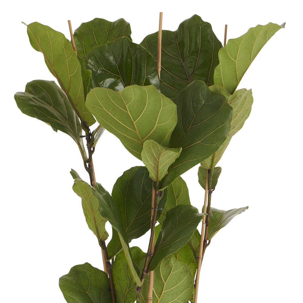 Wilko Ficus Lyrata 3 Stem Plant 90-120cm Image 4