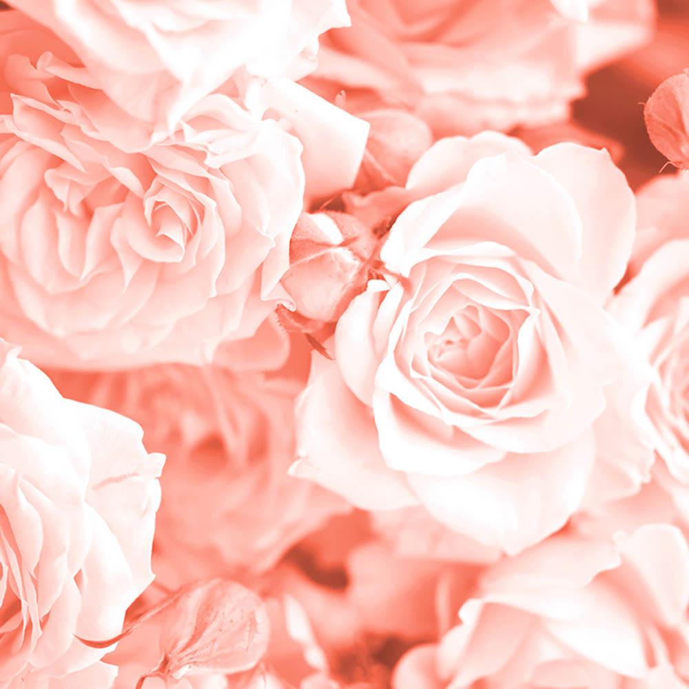 Origin Murals Petals Orange Wall Mural Image 2