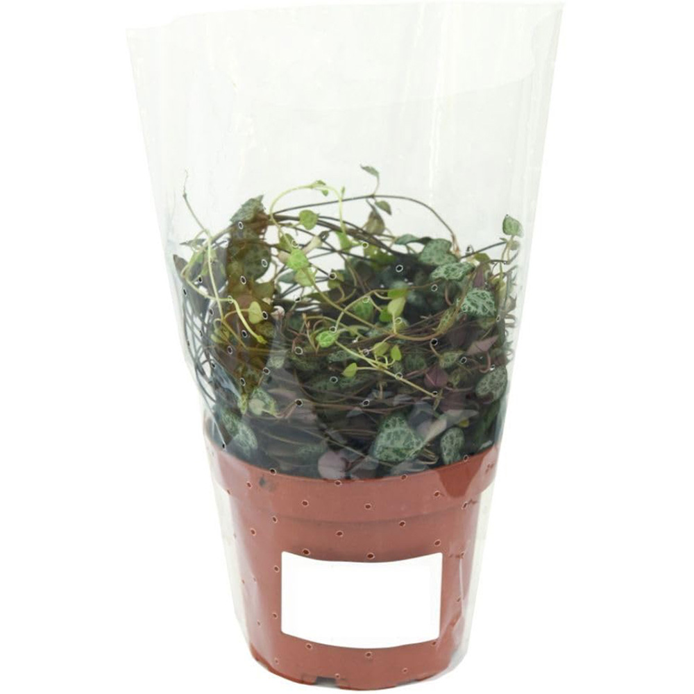 Thompson and Morgan Peperomia Prostrata Tender Perennial Trailing Potted Houseplant 6cm Image 5