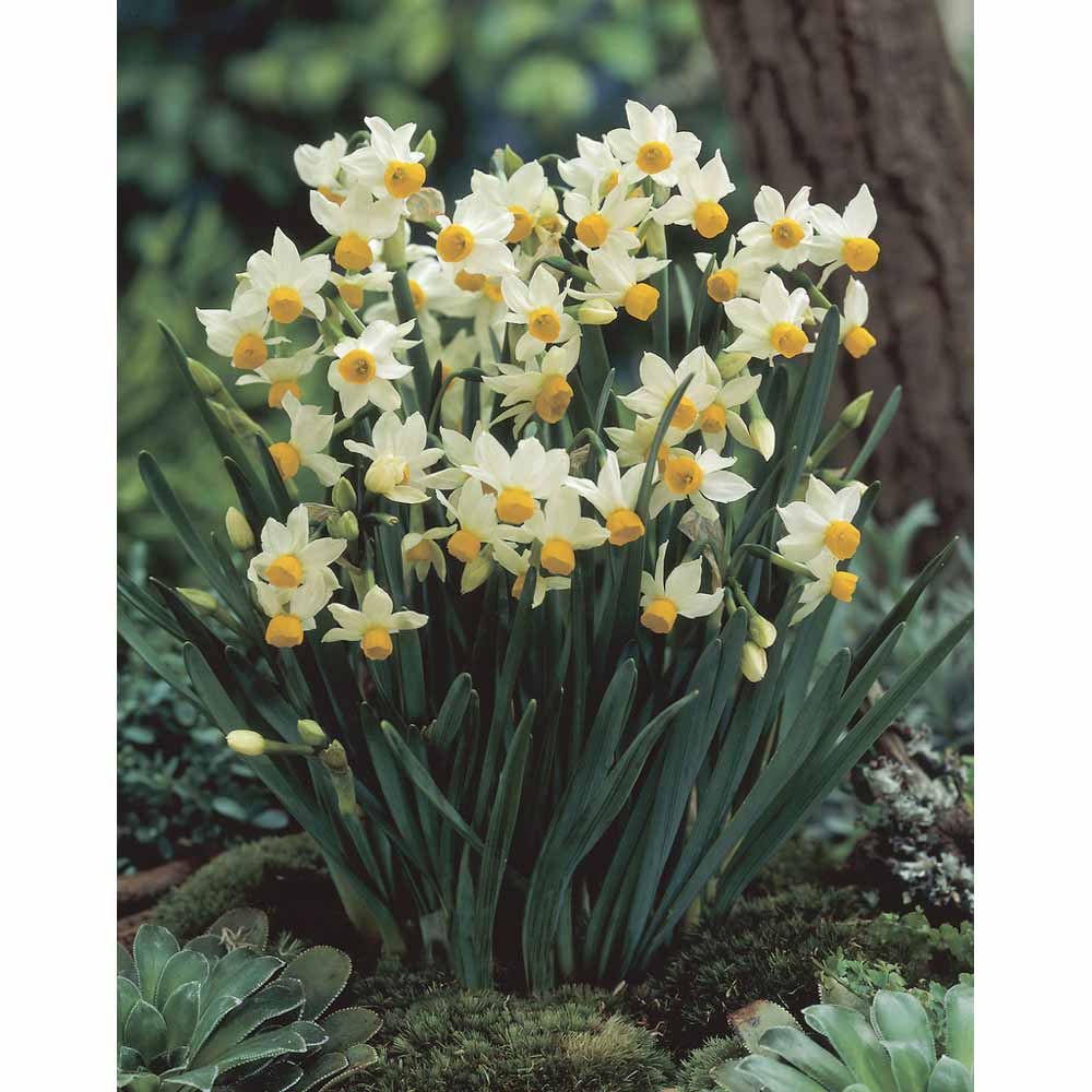 Wilko Bulbs Daffodils Collect Box 50pk Image 1