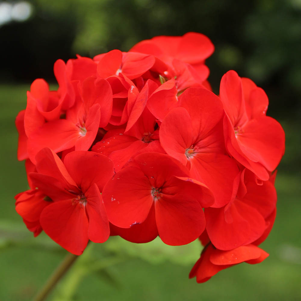 wilko Geranium Fire Queen Plug Plant 12 Pack Image 1