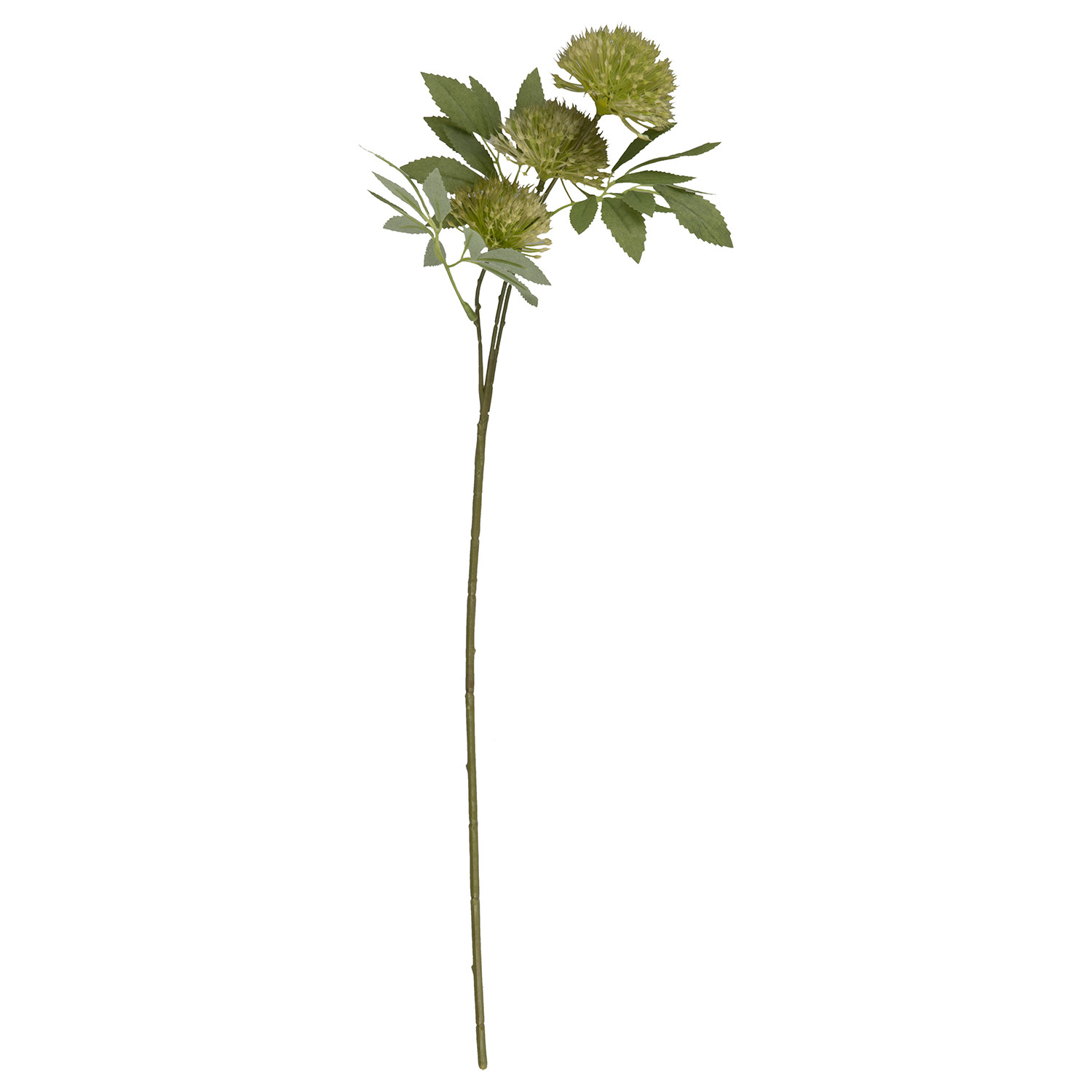 Spiky Fireball Flower - Green Image