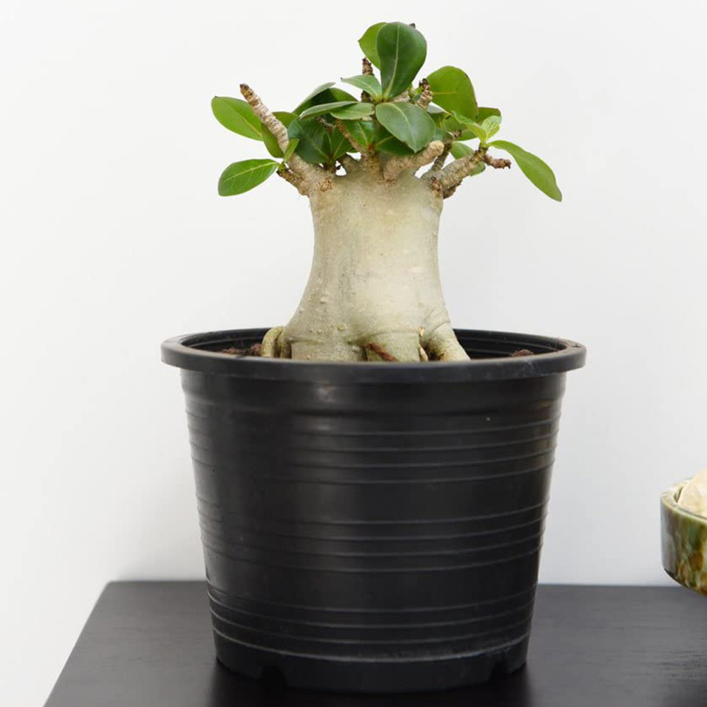 Thompson & Morgan Adenium NB Ansu Baobab Potted Plant 15cm Image 1