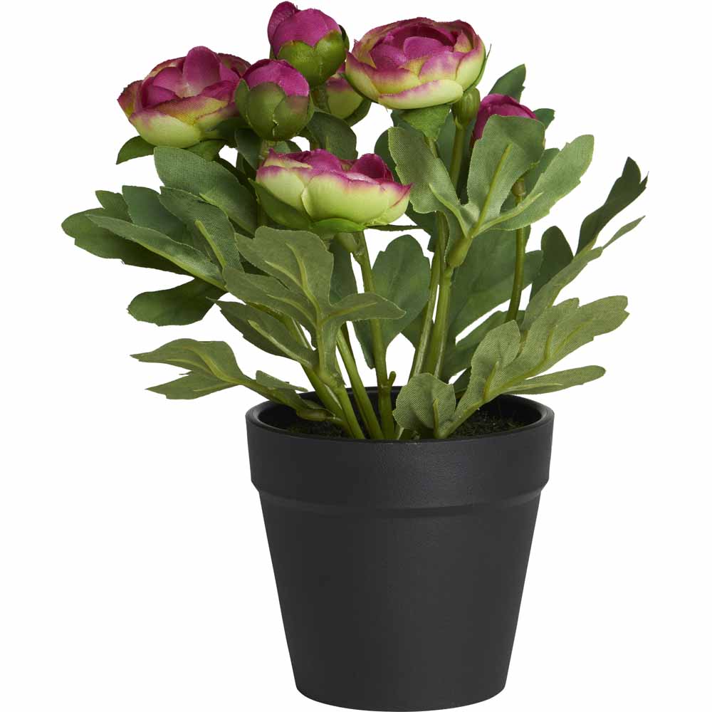 Wilko Ranunculus Potted Flowering Plant Image 4