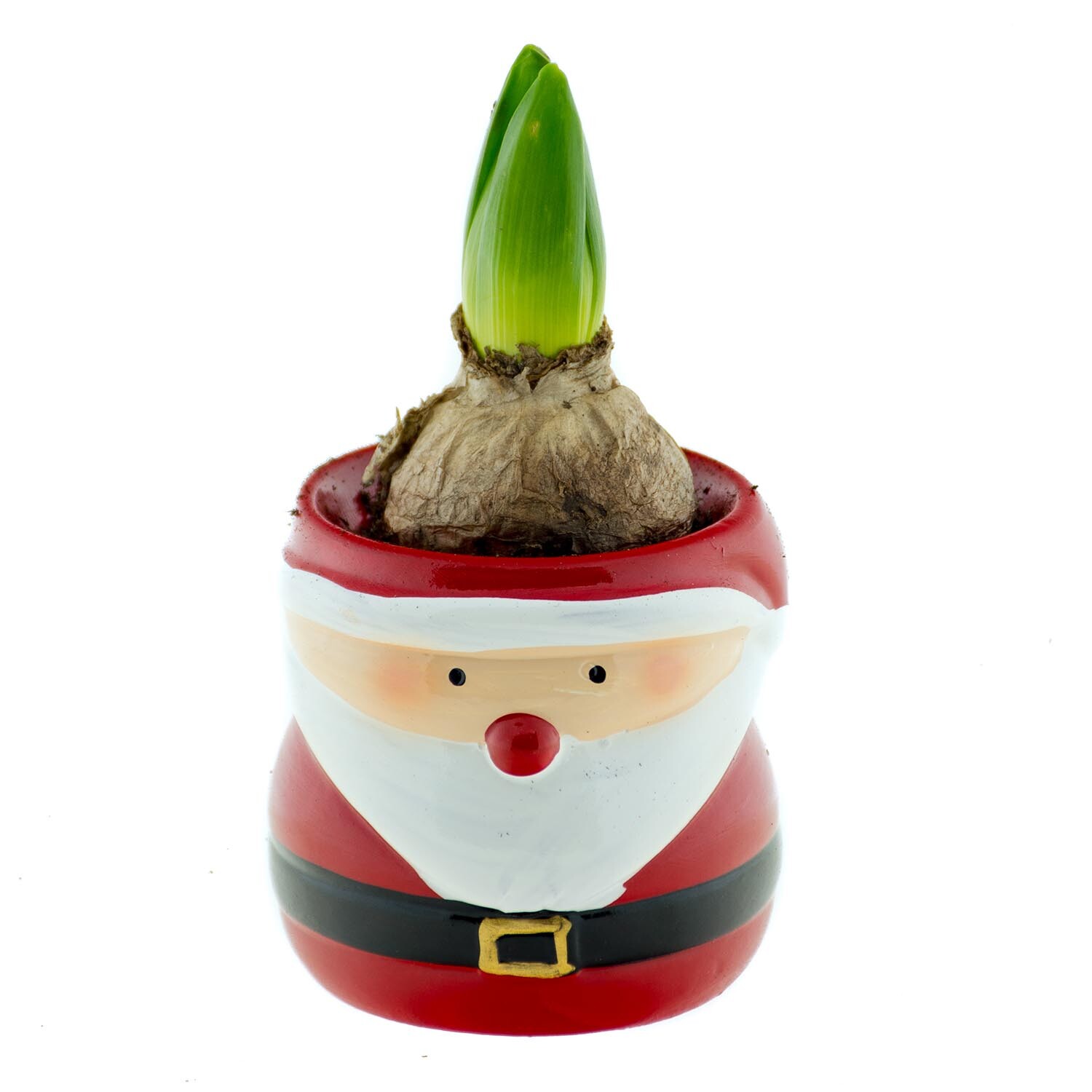 Hyacinth Bulb in Santa Pot Image