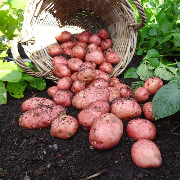 Wilko Desiree Main Crop Seed Potatoes 4kg Image