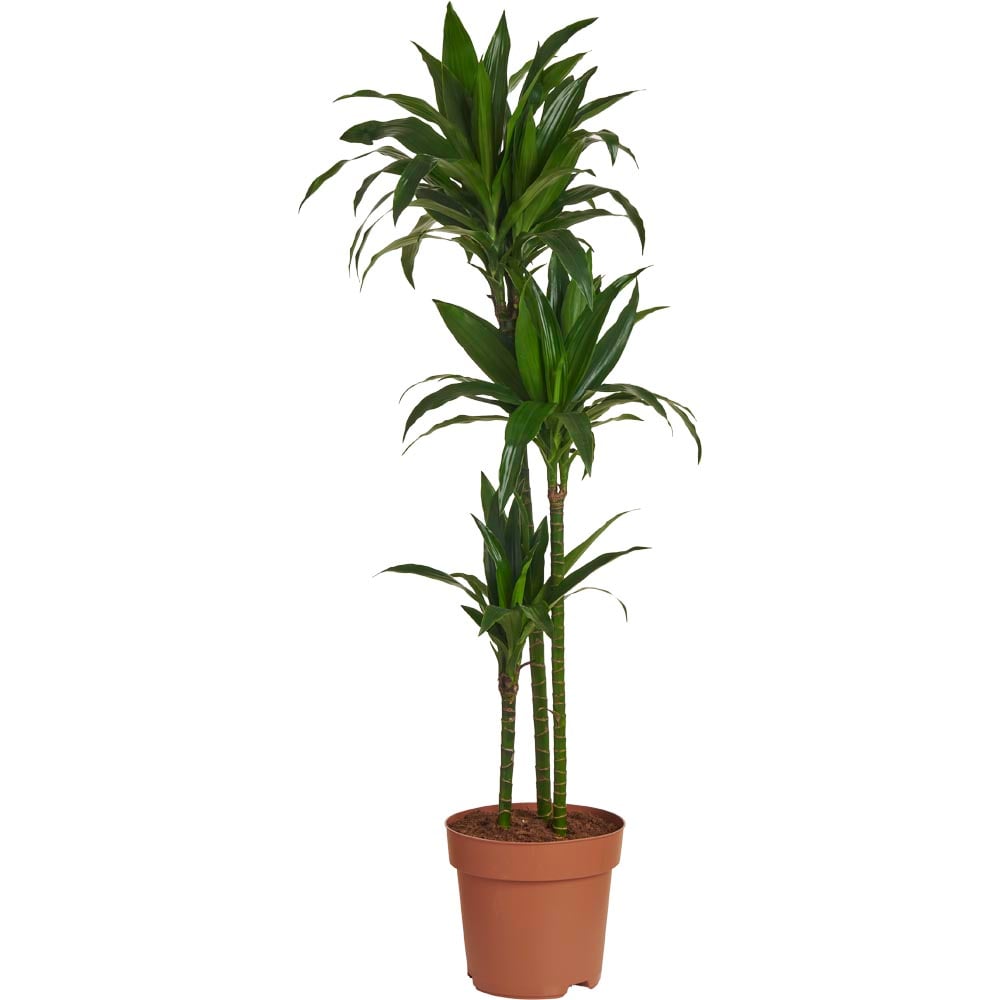 Wilko Dracaena Fragrans Janet Craig Plant 130-150cm Image 1