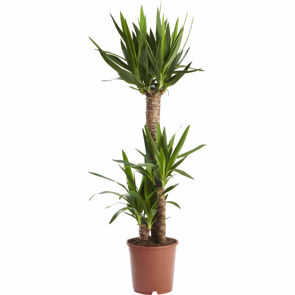 Wilko Yucca Plant 120-140cm Image 1