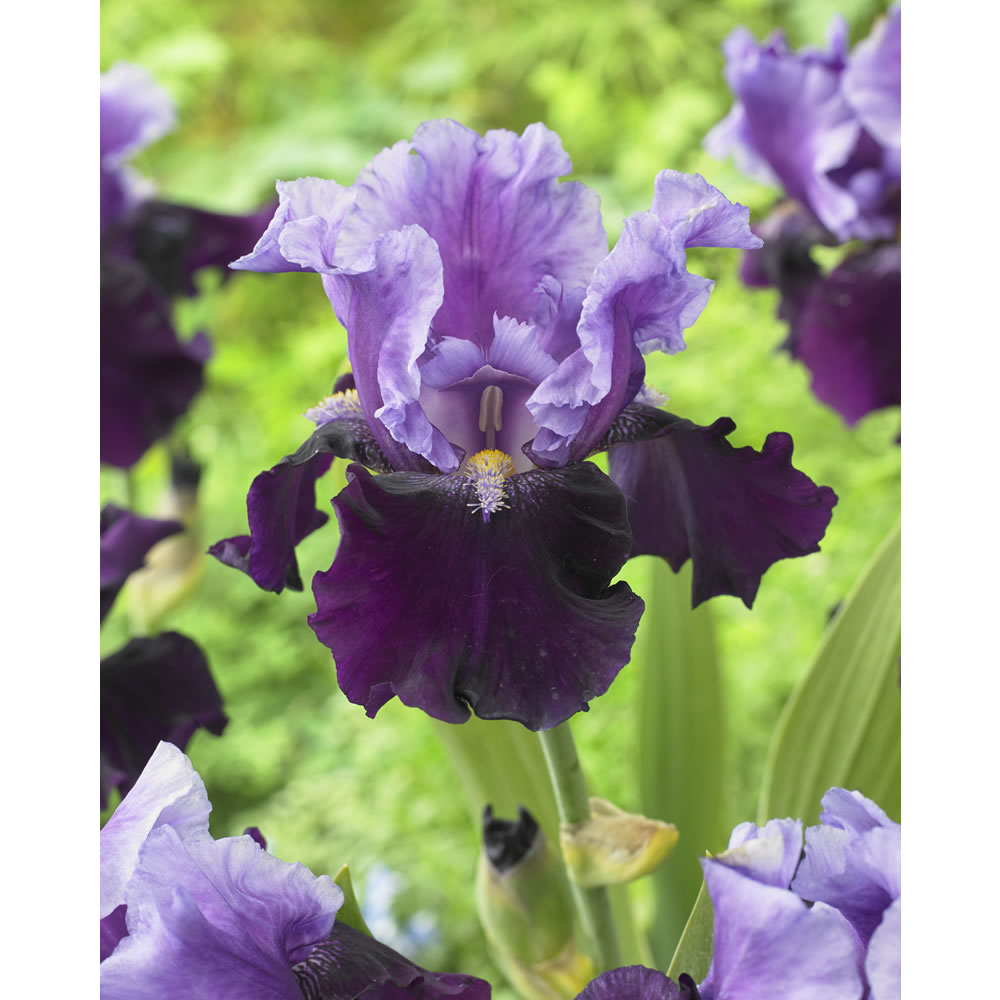 Wilko Iris Germanica Blue Bird Spring Planting Bulb 1 pack Wilko