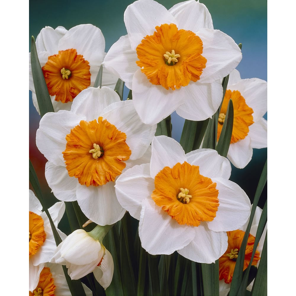 Wilko Autumn Bulbs Allium Sphaerocephalon 15 Pack Image 2