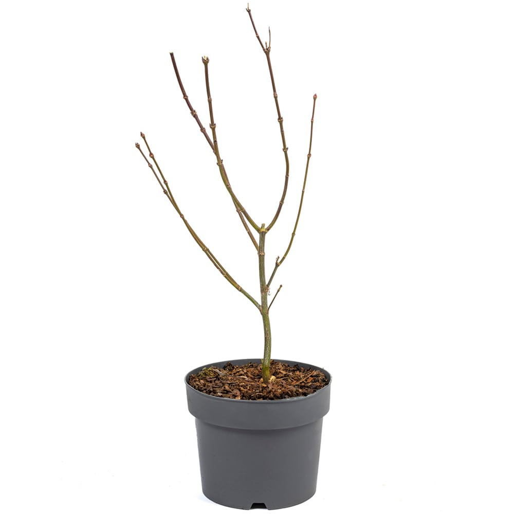 YouGarden Acer Palmatum Emerald Lace Plant Pot Image 4