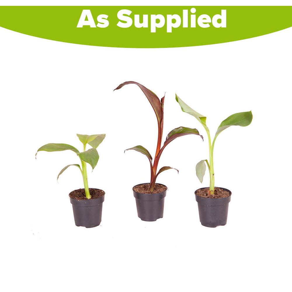 YouGarden Architectural Banana Collection Plant Pot 3 Pack Image 5
