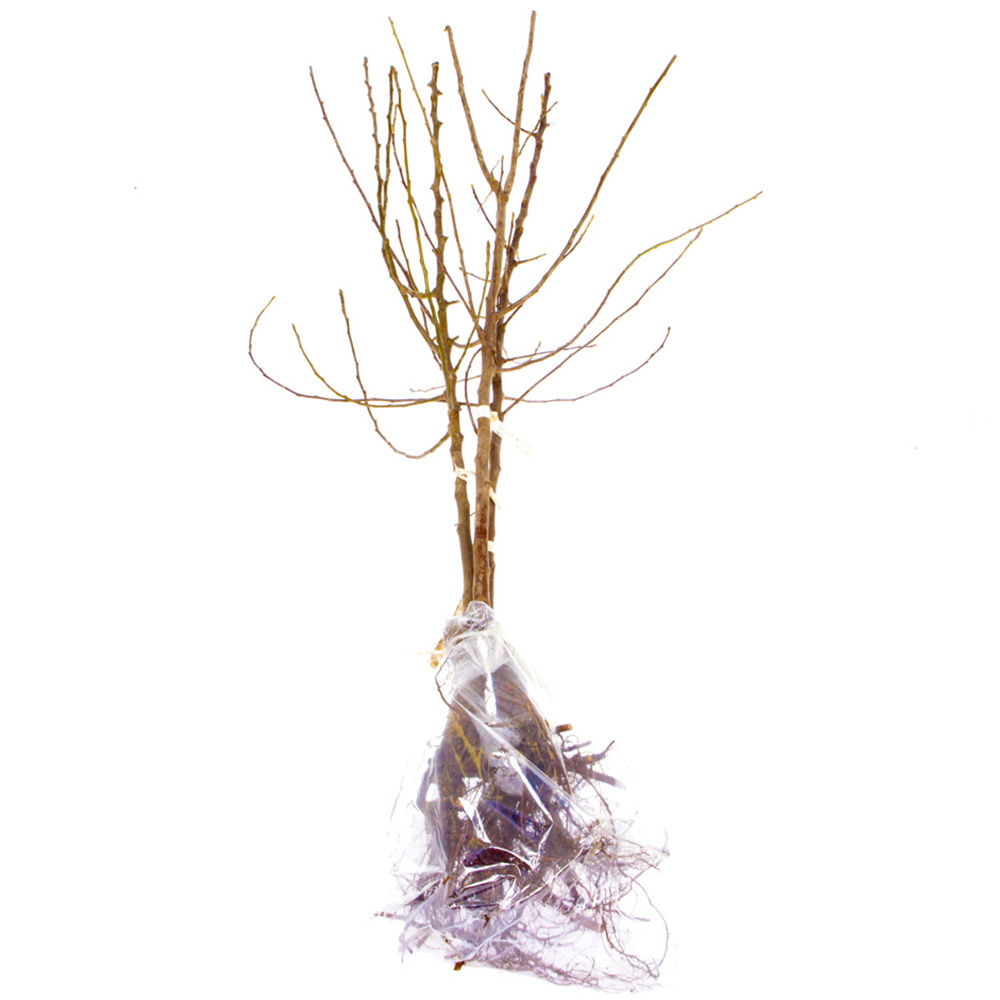 wilko Mini Orchard Fruit Collection Bare Root Tree 3 Pack Image 5