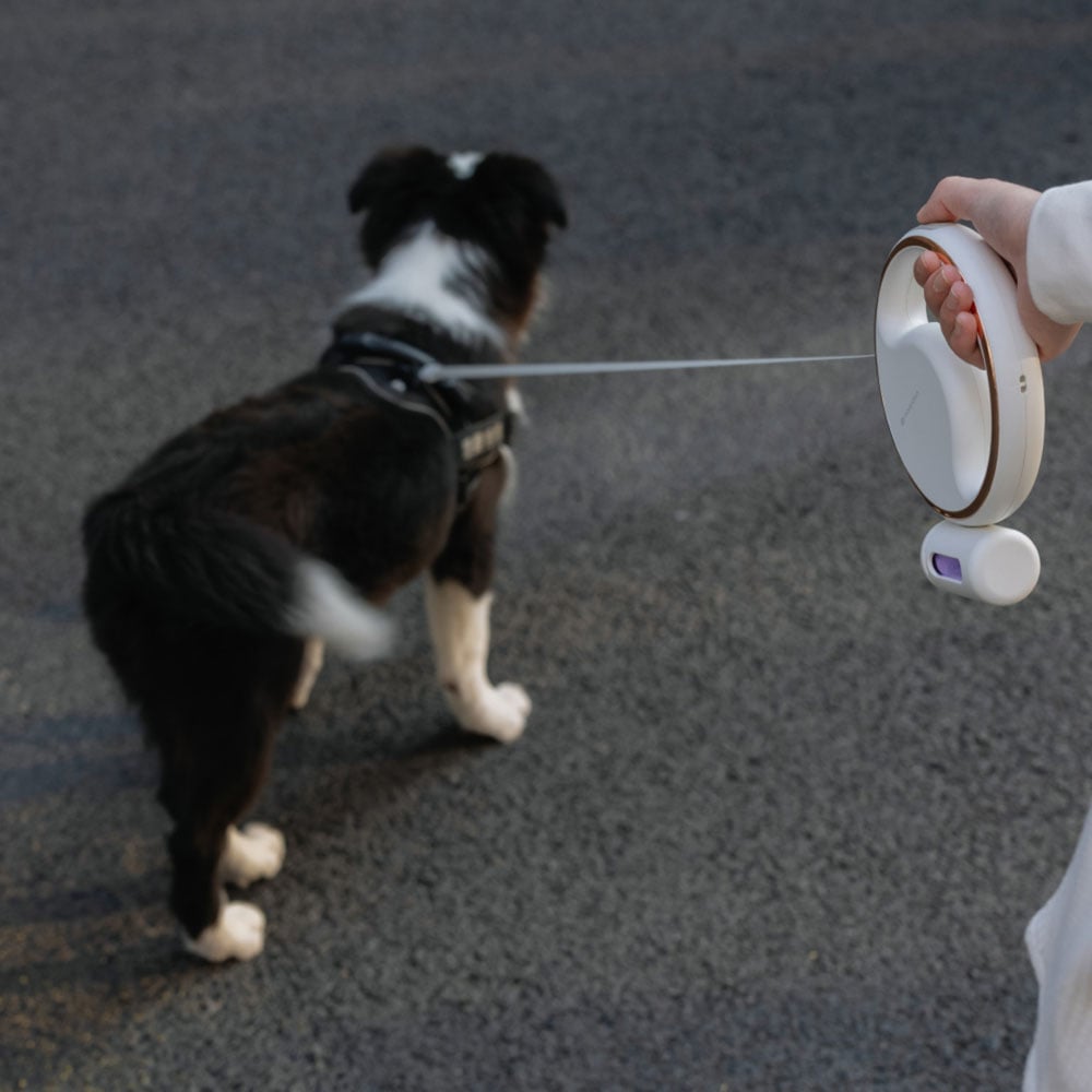 noerden Lumi 4 in 1 Pet Reflective Leash Image 2