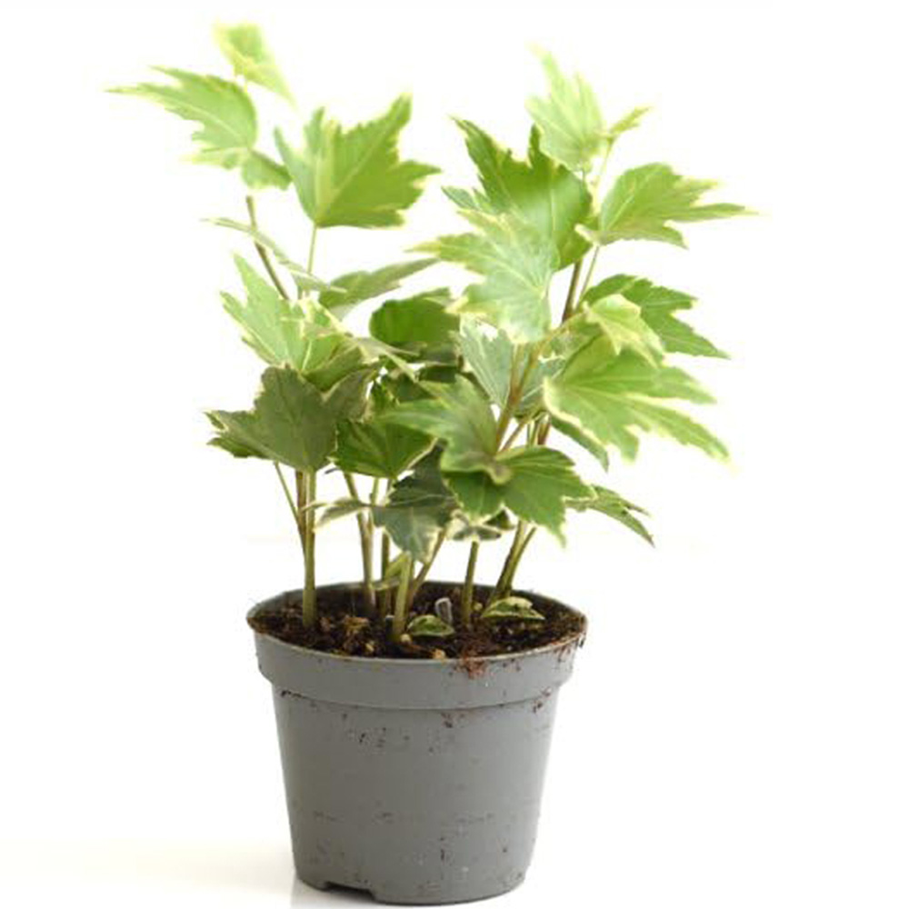 Thompson and Morgan Hedera Mix Plant Pot 6cm 3 Pack Image 2