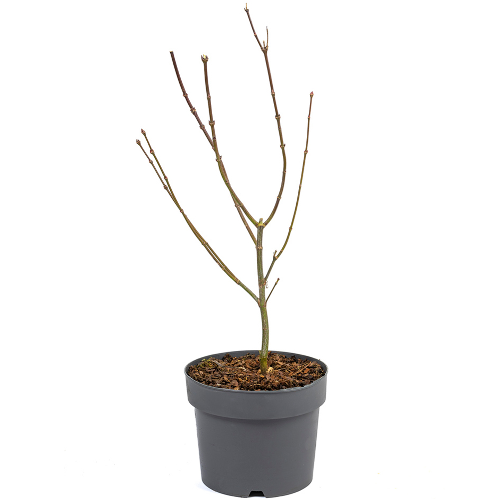 wilko Acer Palmatum Atropurpureum Plant Pot Image 4