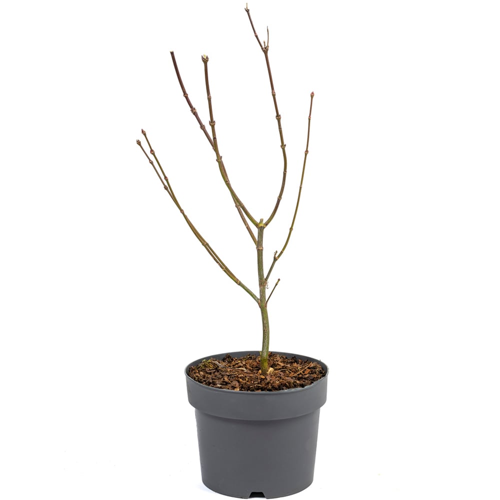 YouGarden Acer Palmatum Atropurpureum Plant Pot Image 4