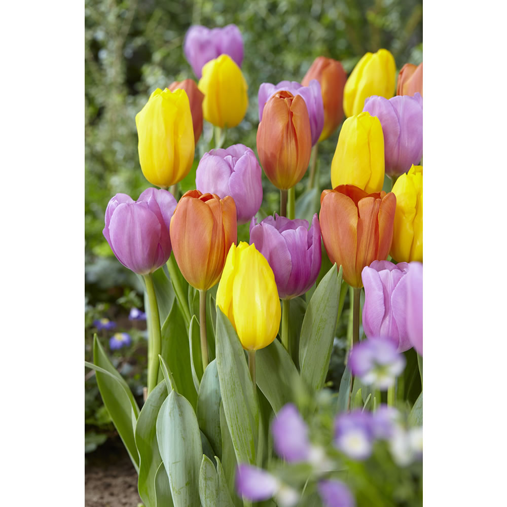 Wilko Autumn Bulbs Tulips Mix Orange/Yellow/Pink 1kg Image