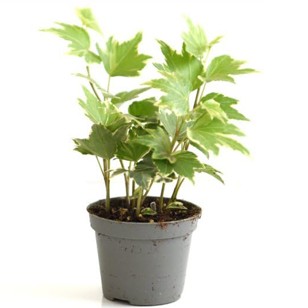 Thompson and Morgan Hedera Mix Plant Pot 6cm 6 Pack Image 2