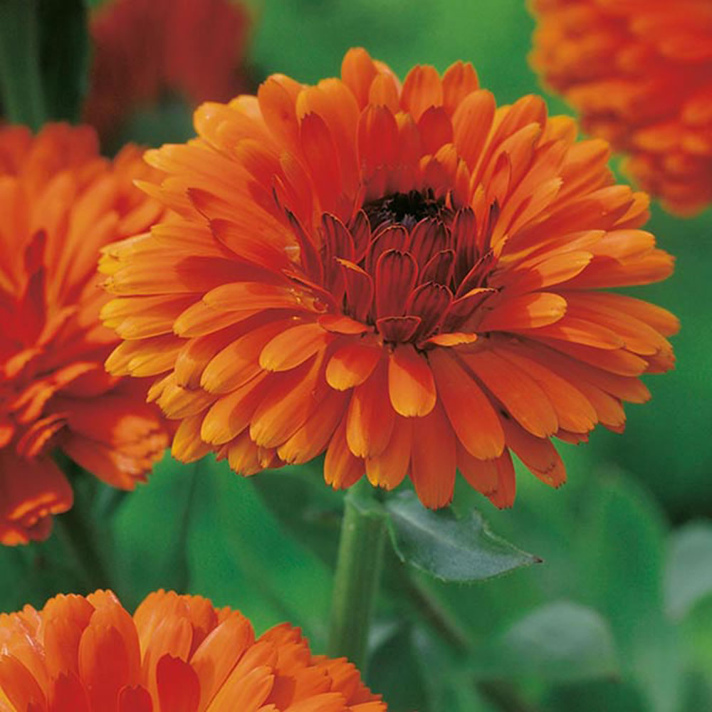 Wilko Calendula Indian Prince Seeds Image 1