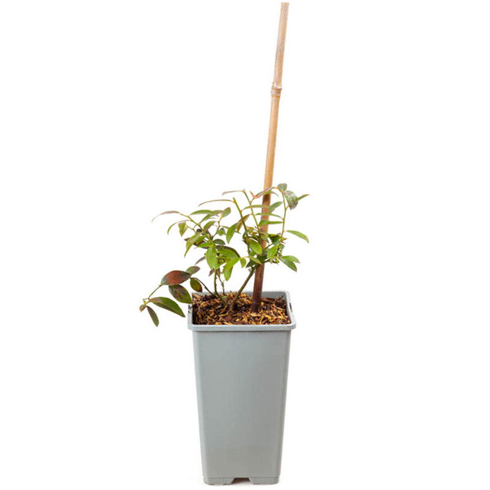 YouGarden Blueberry Pink Lemonade Plant Pot 1.5L Image 3
