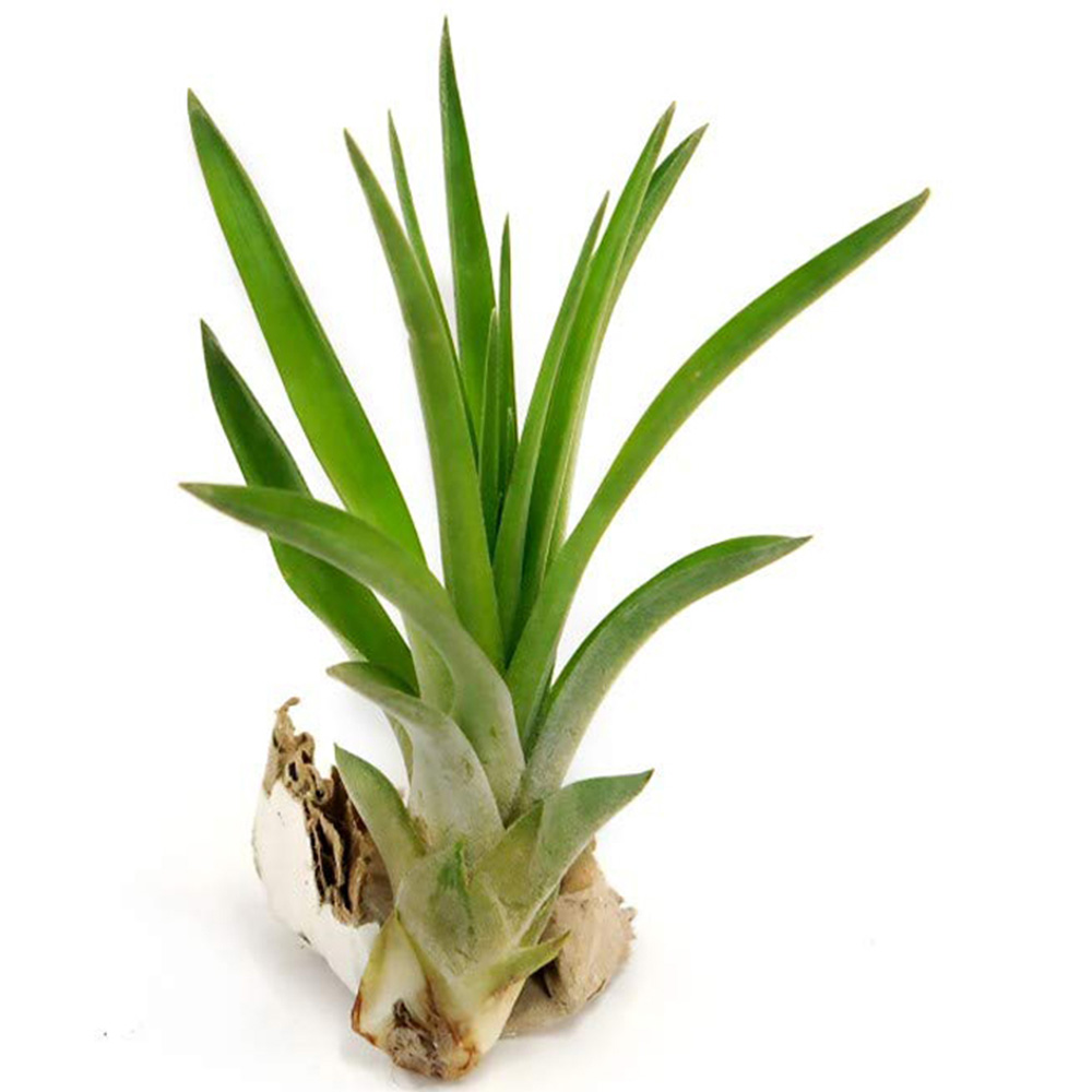 Thompson and Morgan Medium Tillandsia Brachycaulose Abdita Air Plant Image 2