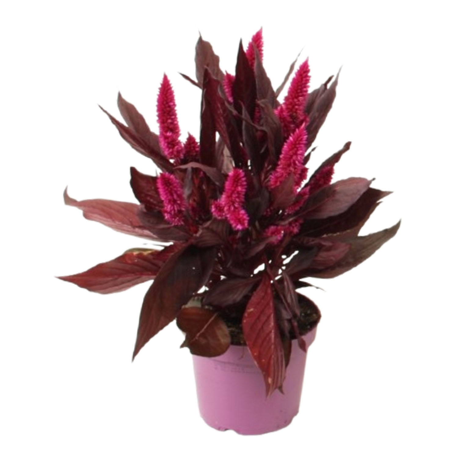 Celosia Dark Shades 12cm - Dark Purple Image