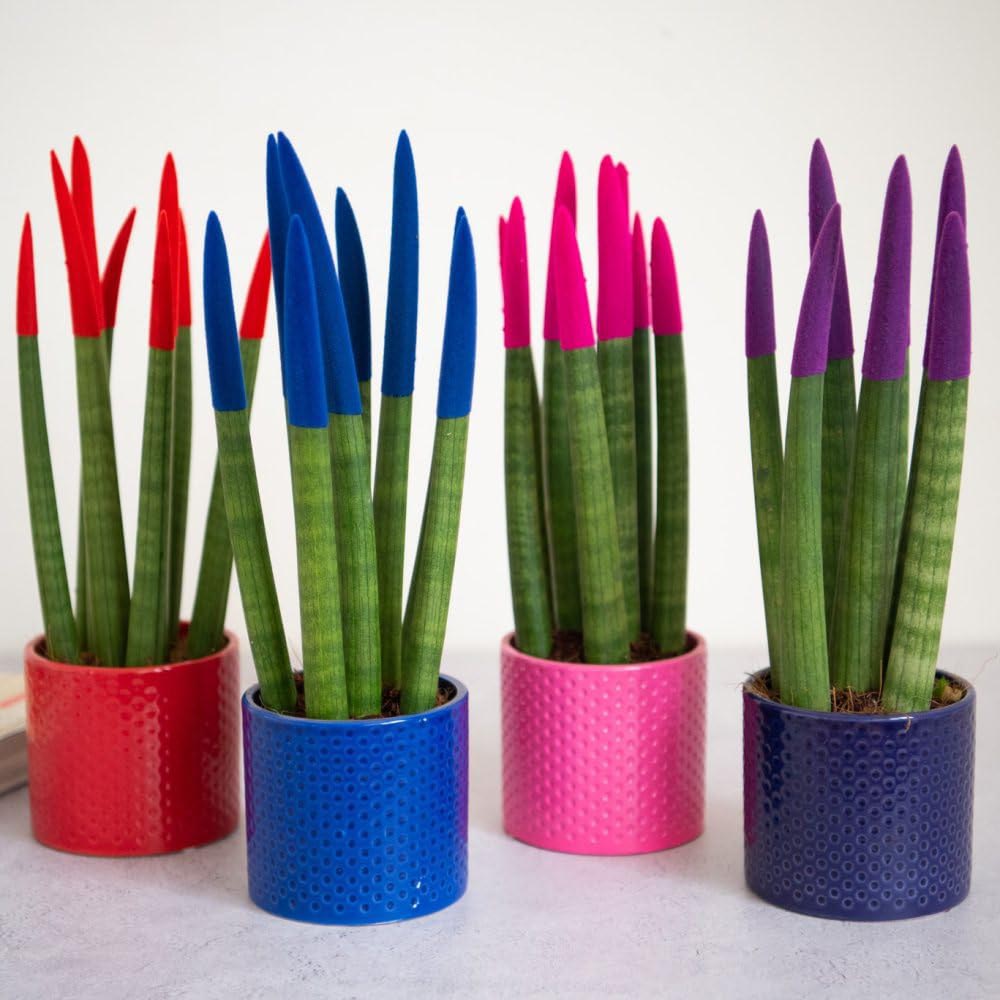 Thompson and Morgan Sansevieria Cylindrica Plant in Ceramic Pot 9cm 3 Pack Image 8