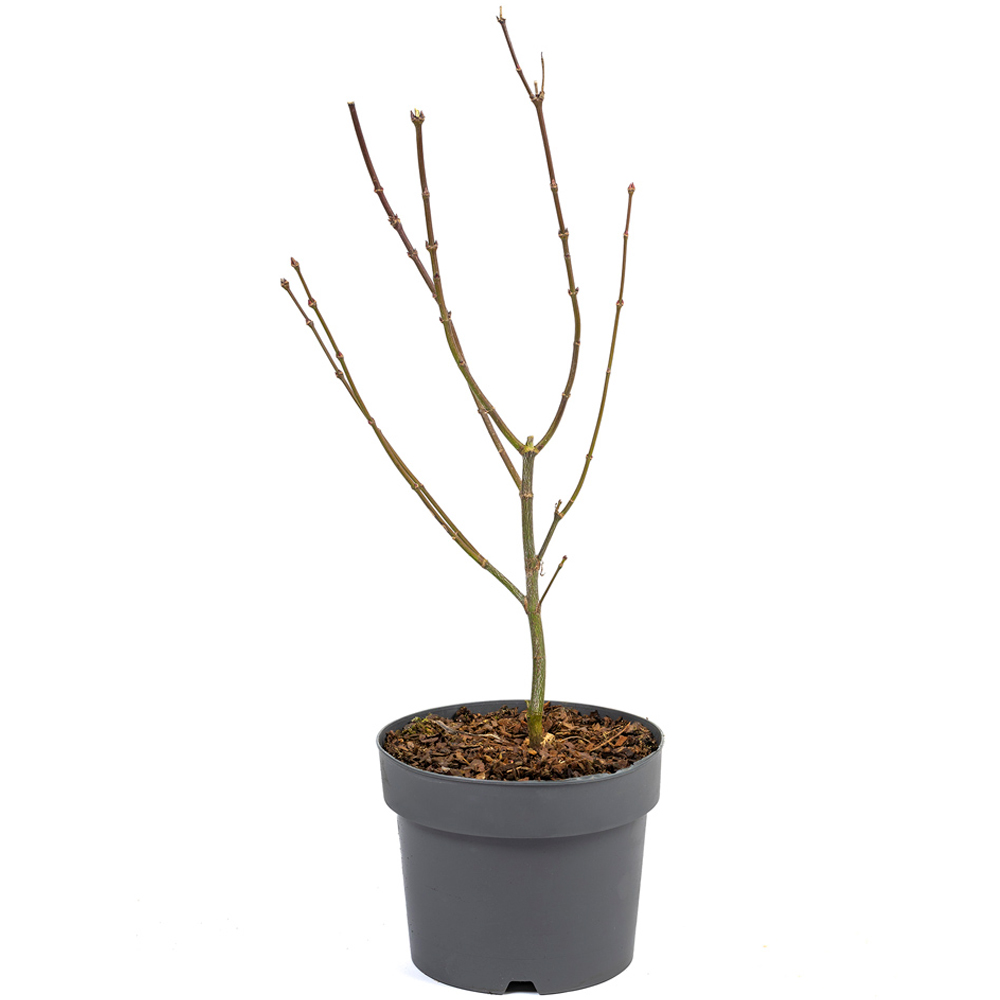 wilko Acer Palmatum Phoenix Plant Pot Image 5