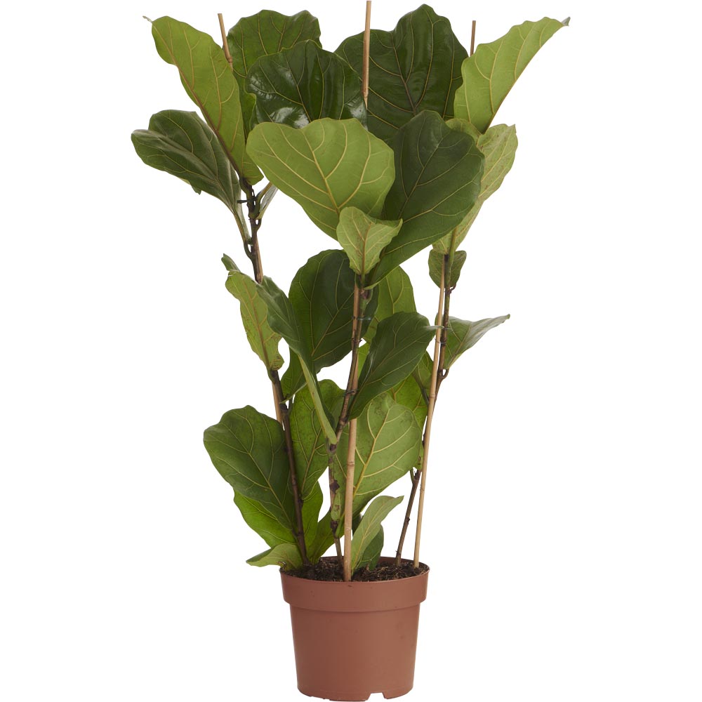 Wilko Ficus Lyrata 3 Stem Plant 90-120cm Image 1
