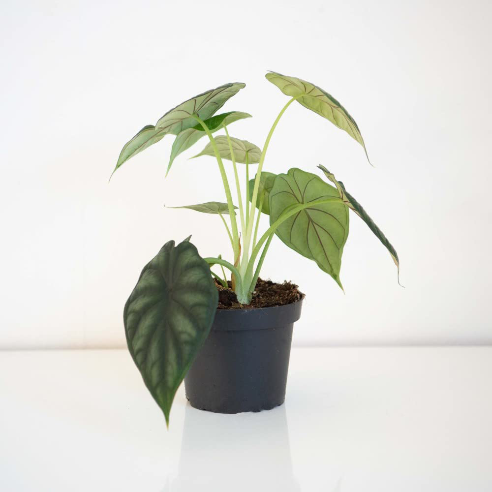 Thompson and Morgan Alocasia Dragonscale Plant Pot 13cm Image 5