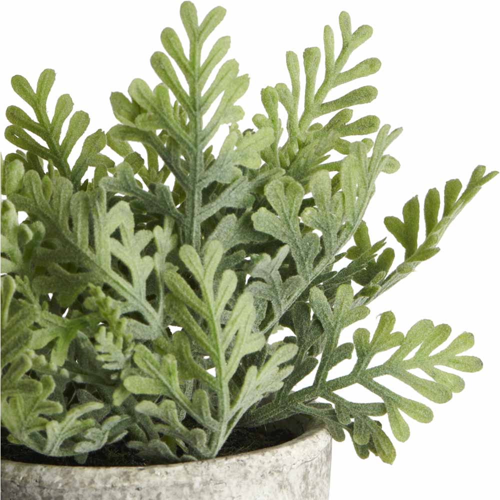 Wilko Herb in Pot Wilko