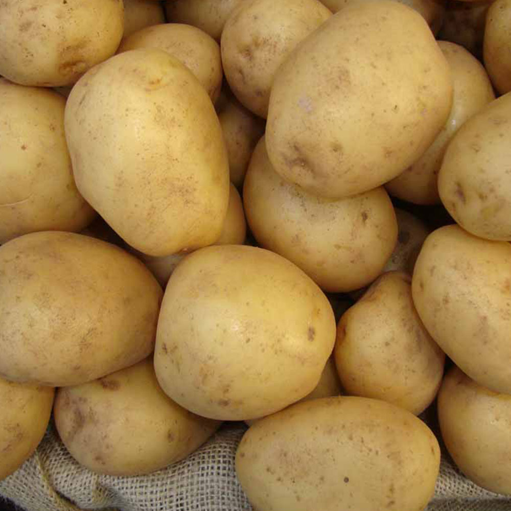 Wilko Swift Seed Potatoes 4kg Image 2