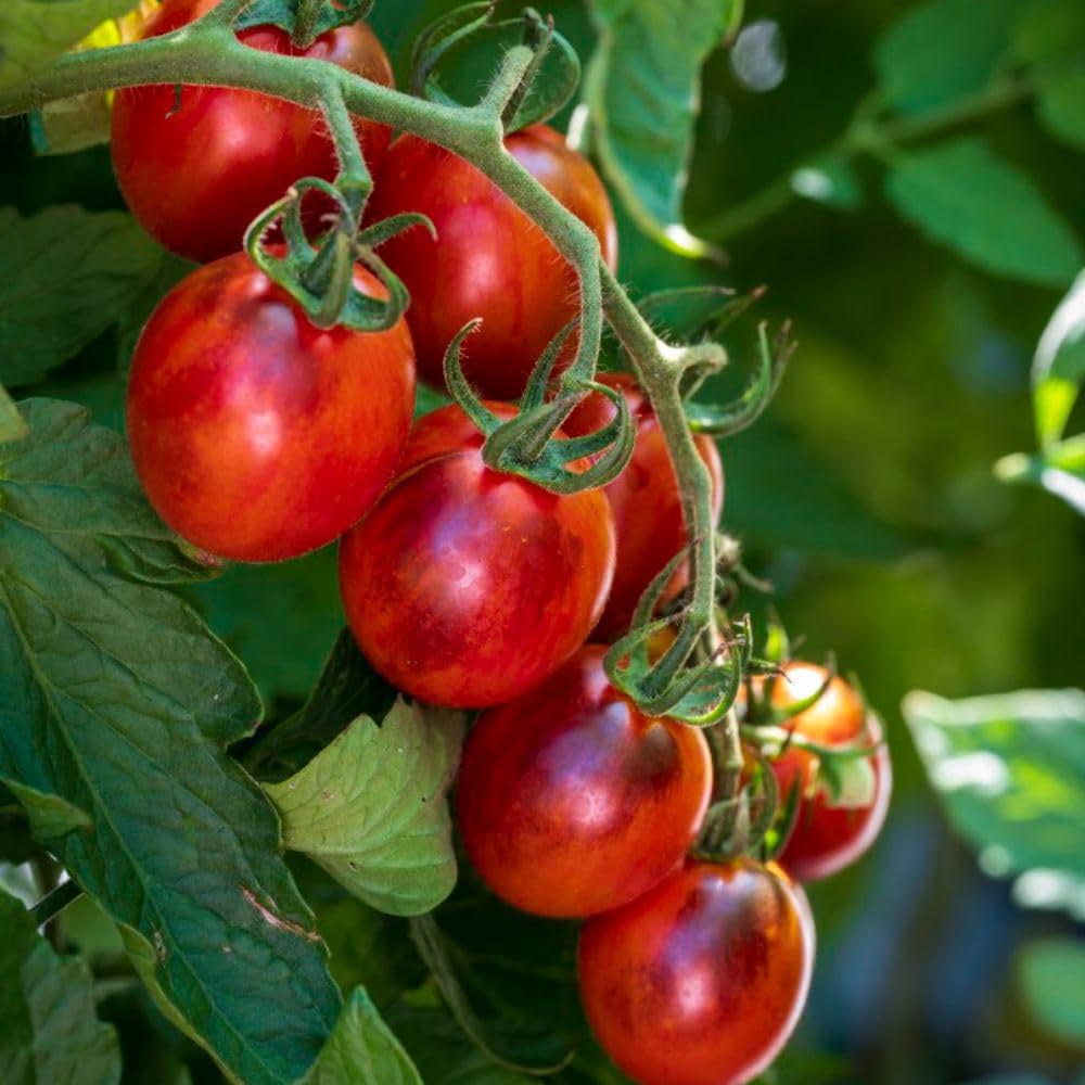 Thompson and Morgan Tomato Black Moon Plant in Pot 9cm Image 1