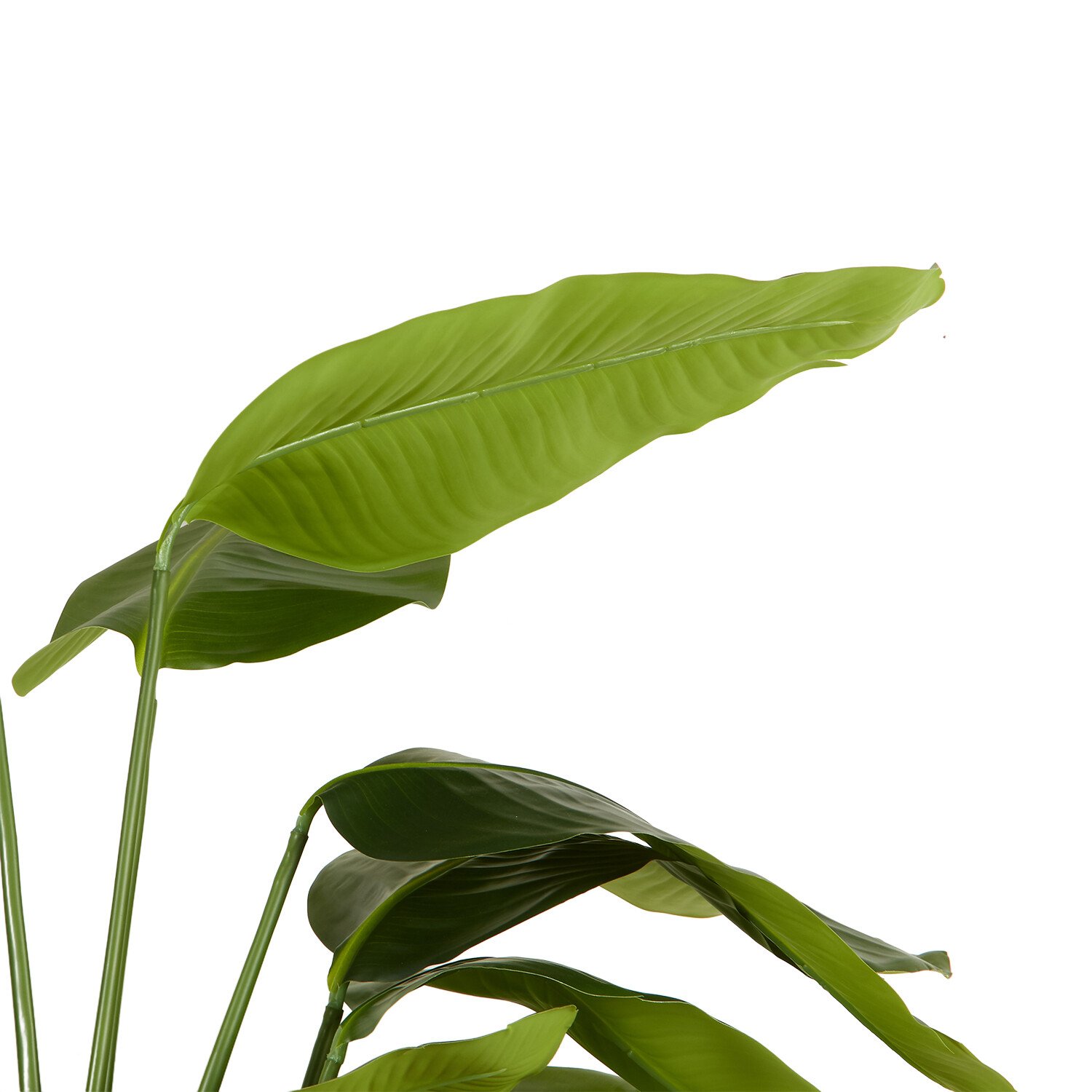 Travellers Palm Tree - Green Image 4