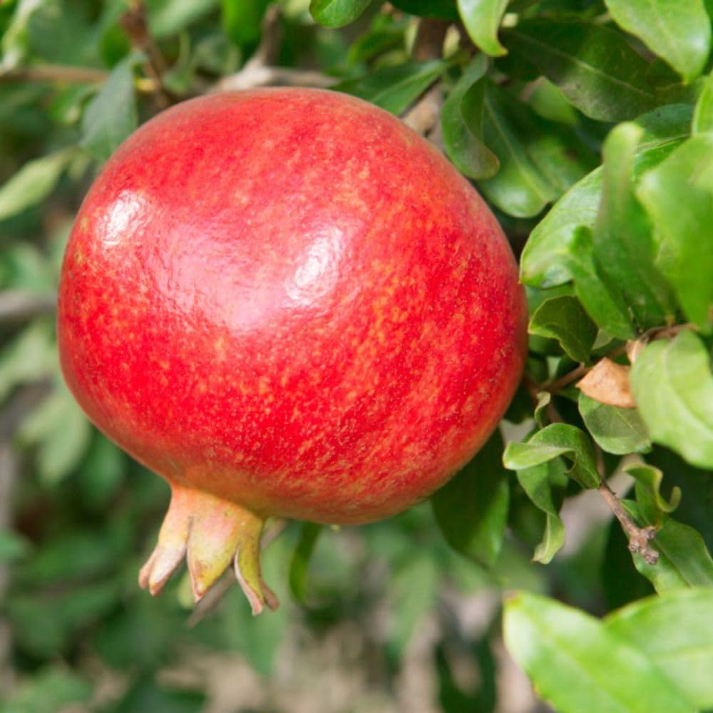 Thompson and Morgan Pomegranate Granatum Var Nana Mini Stem Plant Pot 20cm 2 Pack Image 1
