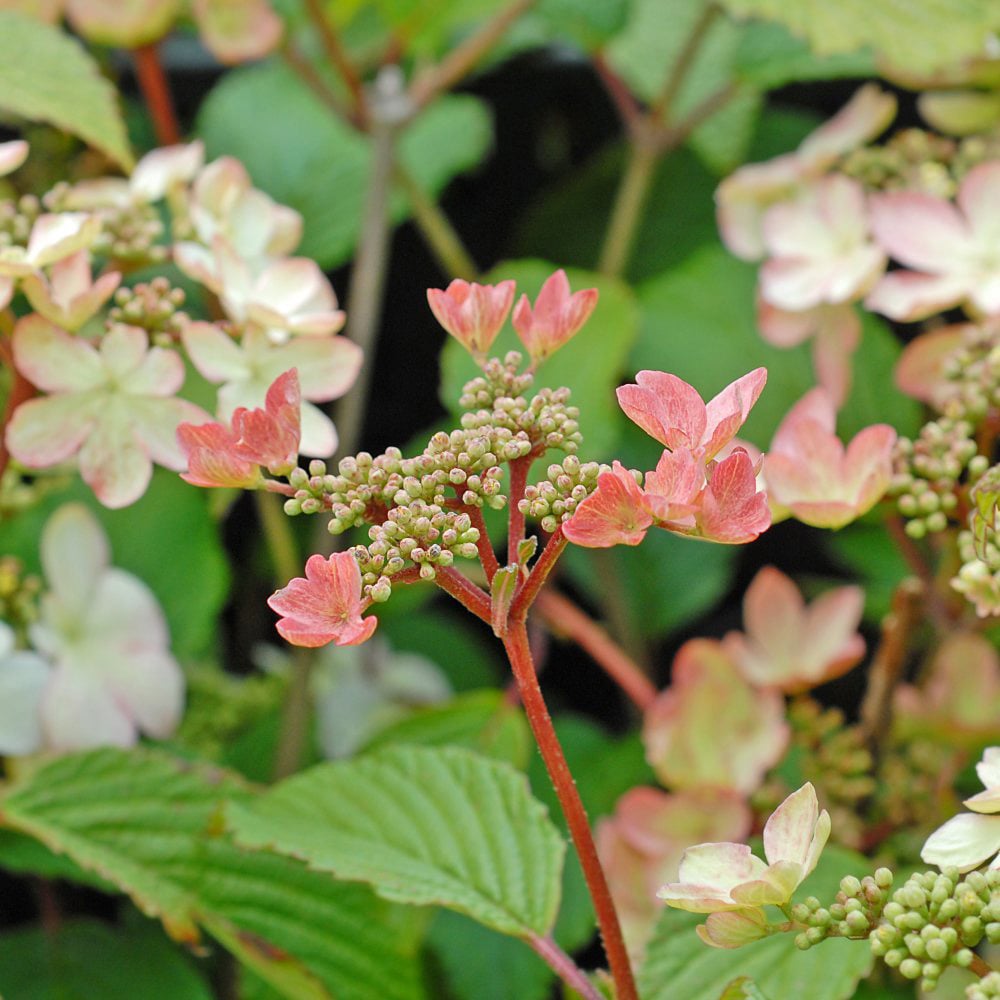 Thompson and Morgan Viburnum Kilimanjaro Sunrise Plant Pot 3L 2 Pack Image 4