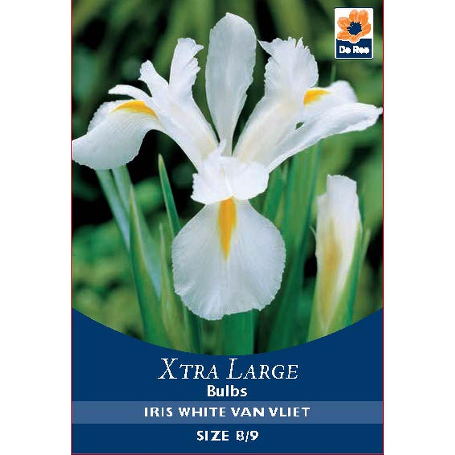 Extra Large Bulb Collection Image 17