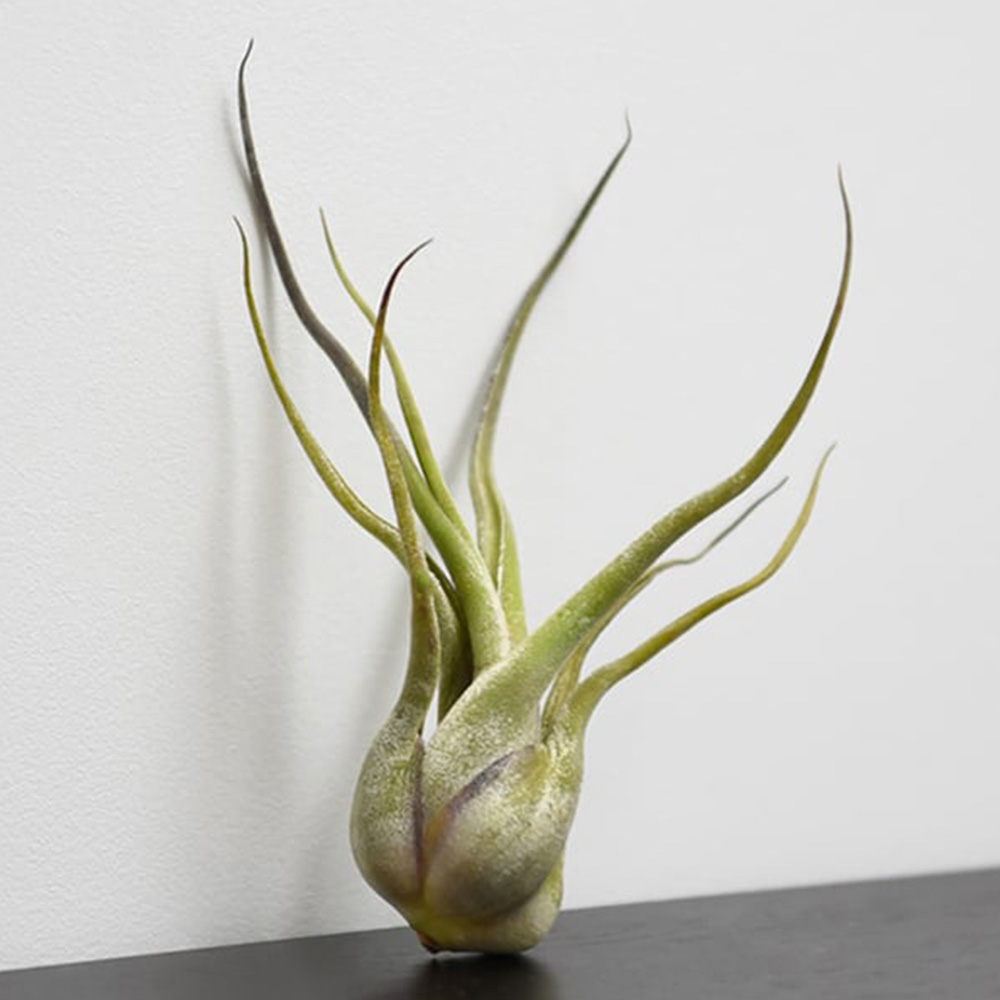 Thompson and Morgan Medium Tillandsia Caput Medusa Air Plant Image 1