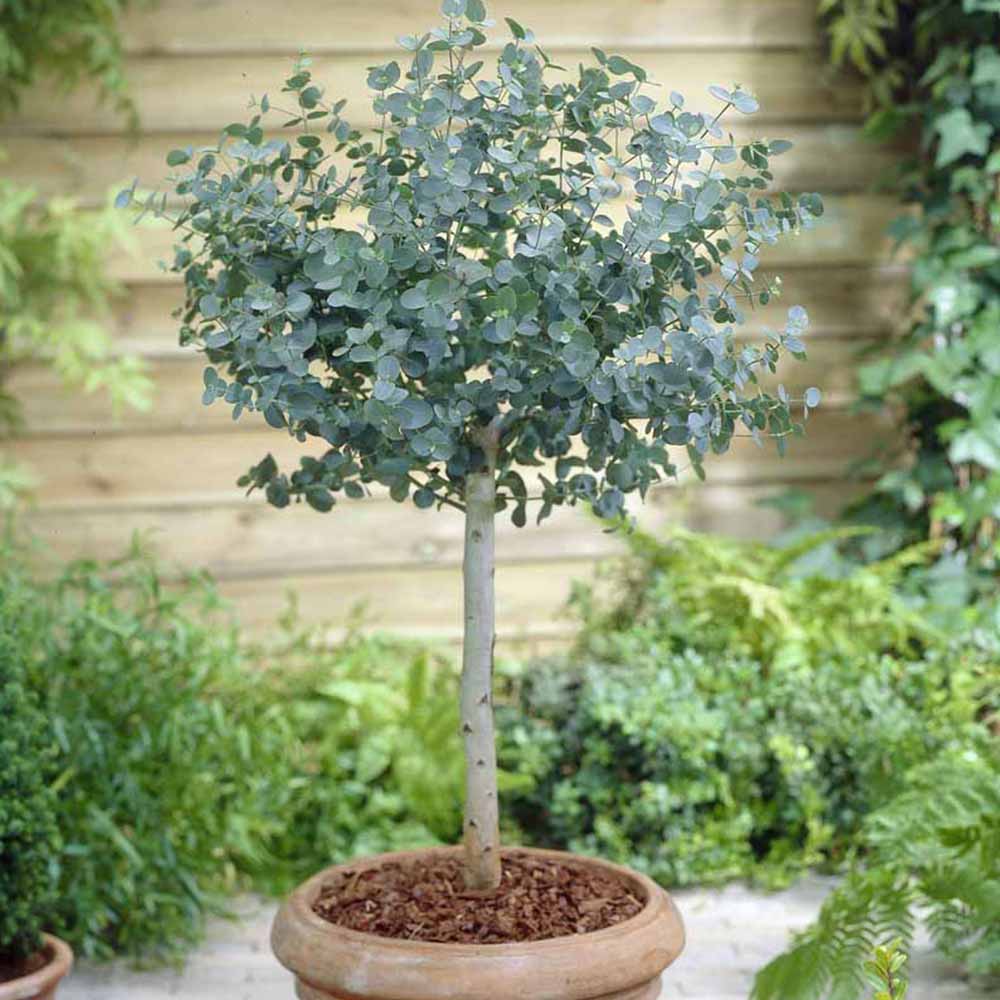YouGarden Standard Eucalyptus Gunnii 70-100cm Image 2