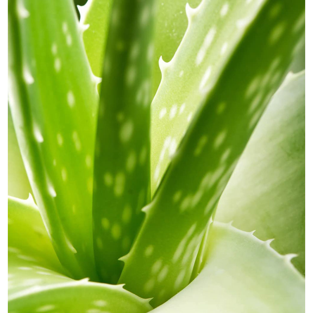 Thompson & Morgan Aloe Vera Potted Plant 2 Pack Image 3