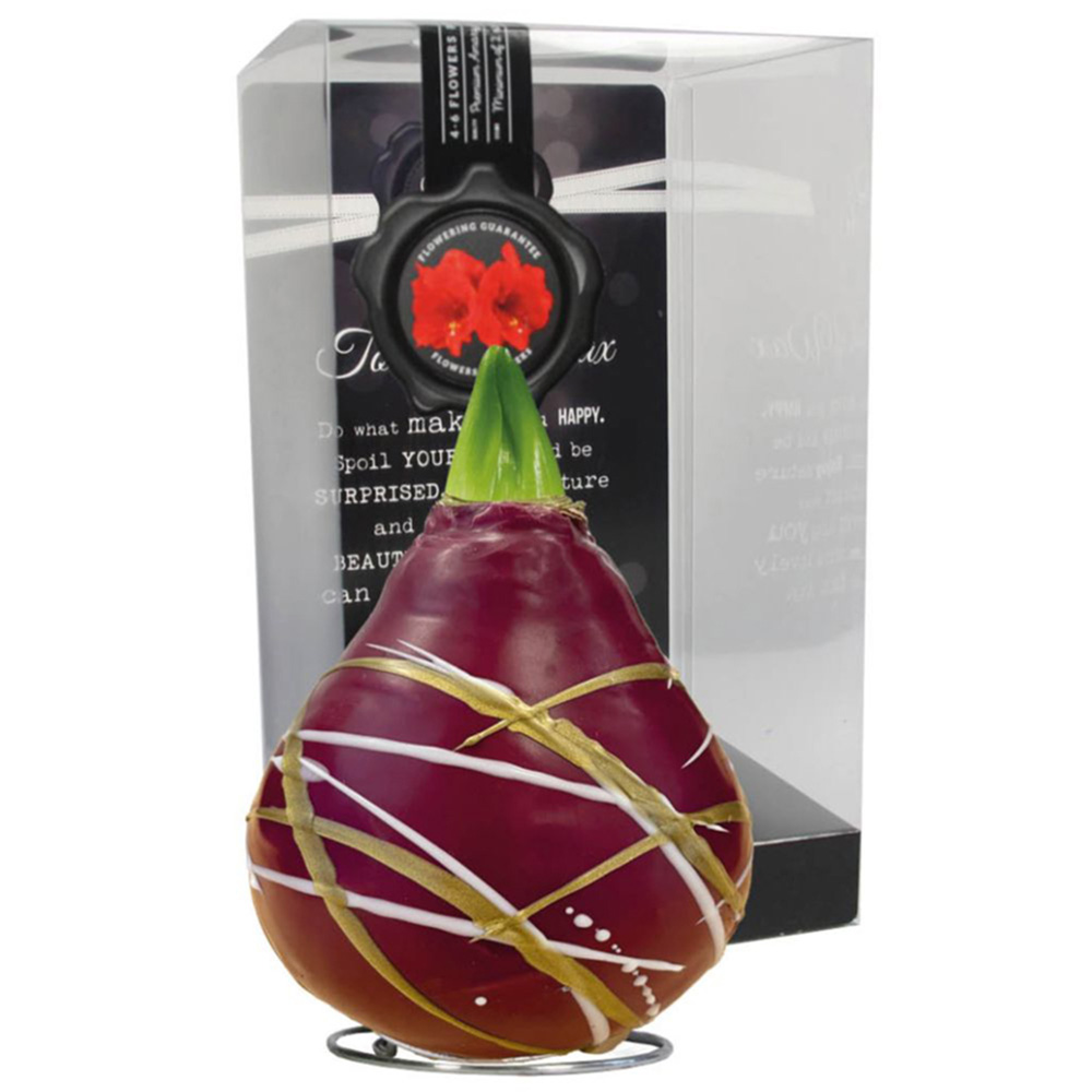 Thompson and Morgan Christmas Gift Amaryllis in Touch of Wax Art 2 Pack Image 2