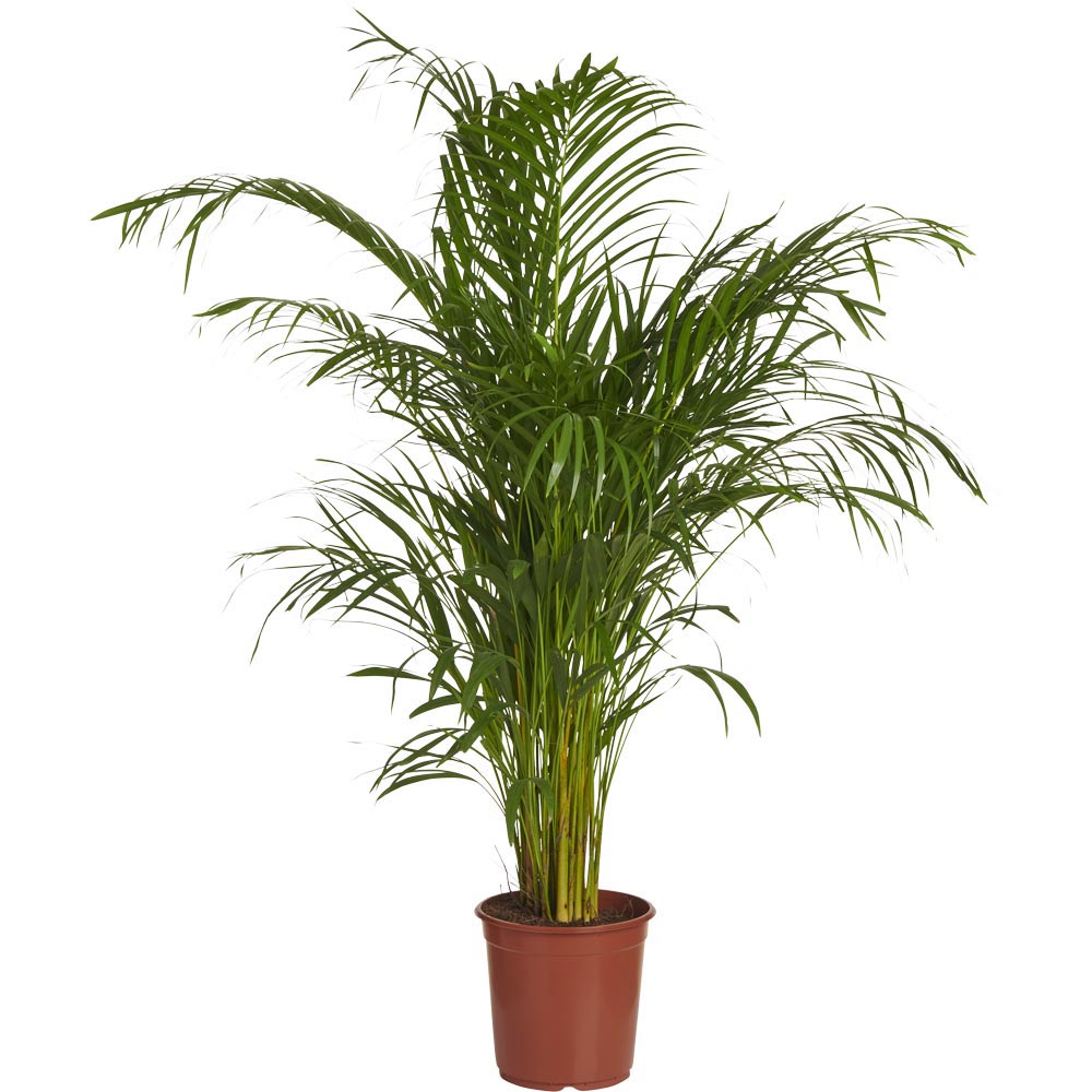 Wilko Dypsis Lutescens Areca Palm 120-140cm Image 1