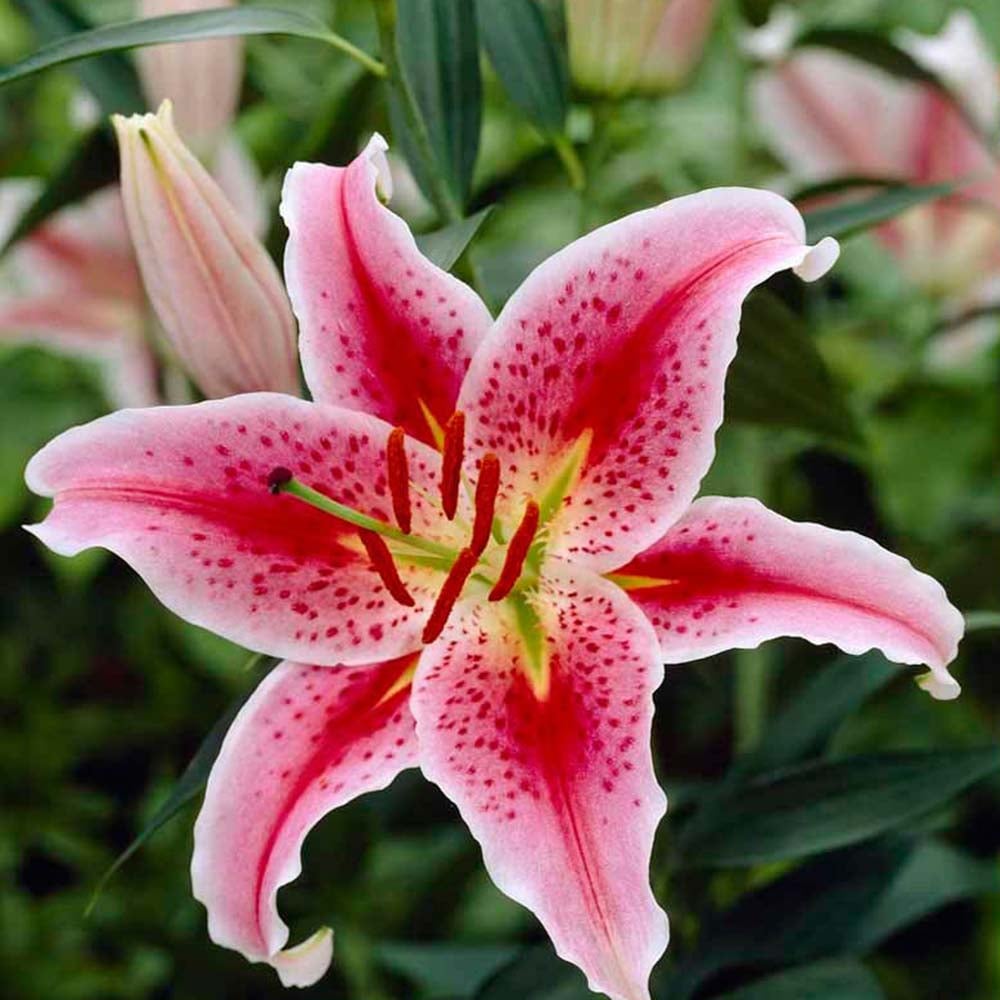 Wilko Liliums Stargazer Spring Bulbs 2 Pack Image