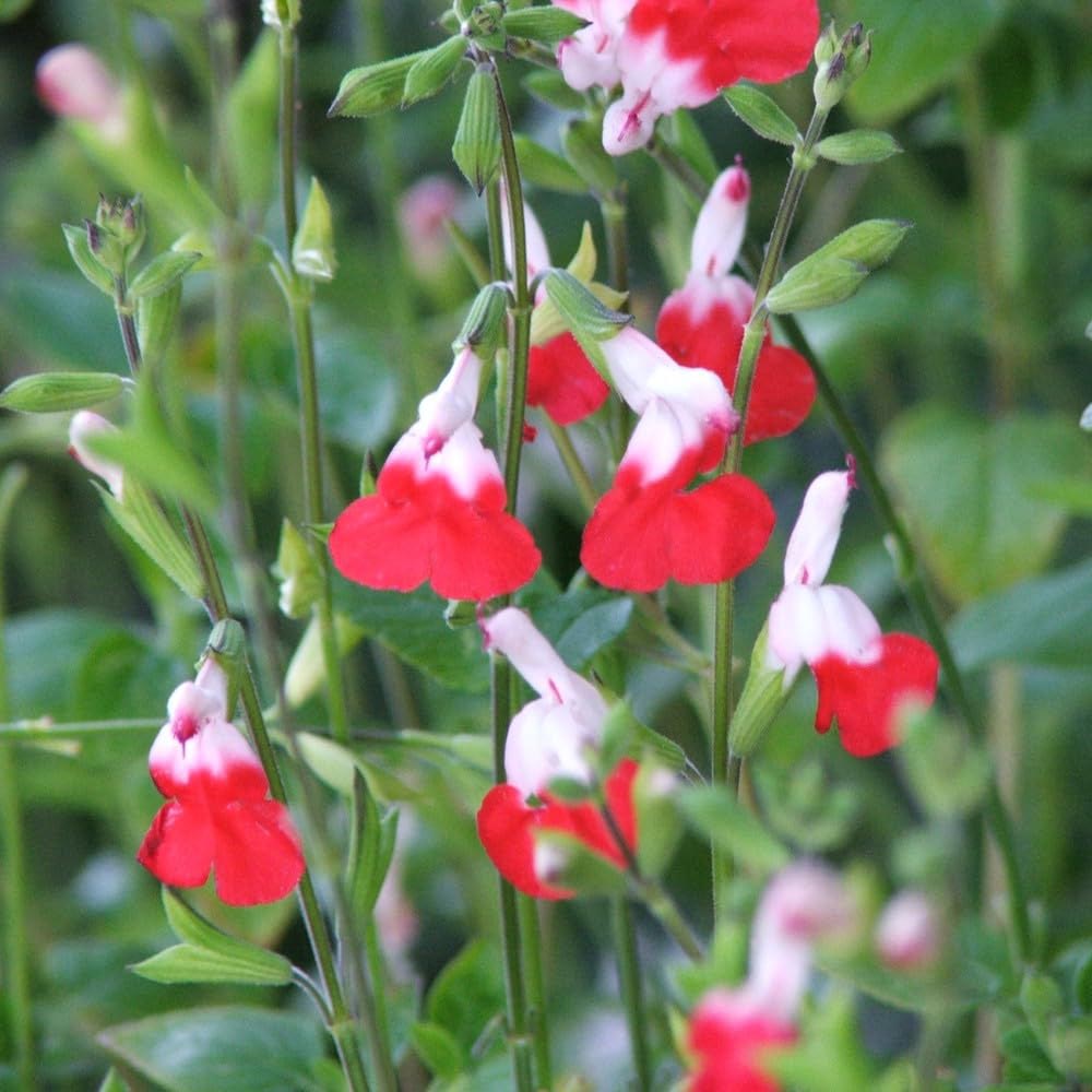 Thompson and Morgan Salvia Hot Lips Plant in Pot 9cm 3 Pack Image 3