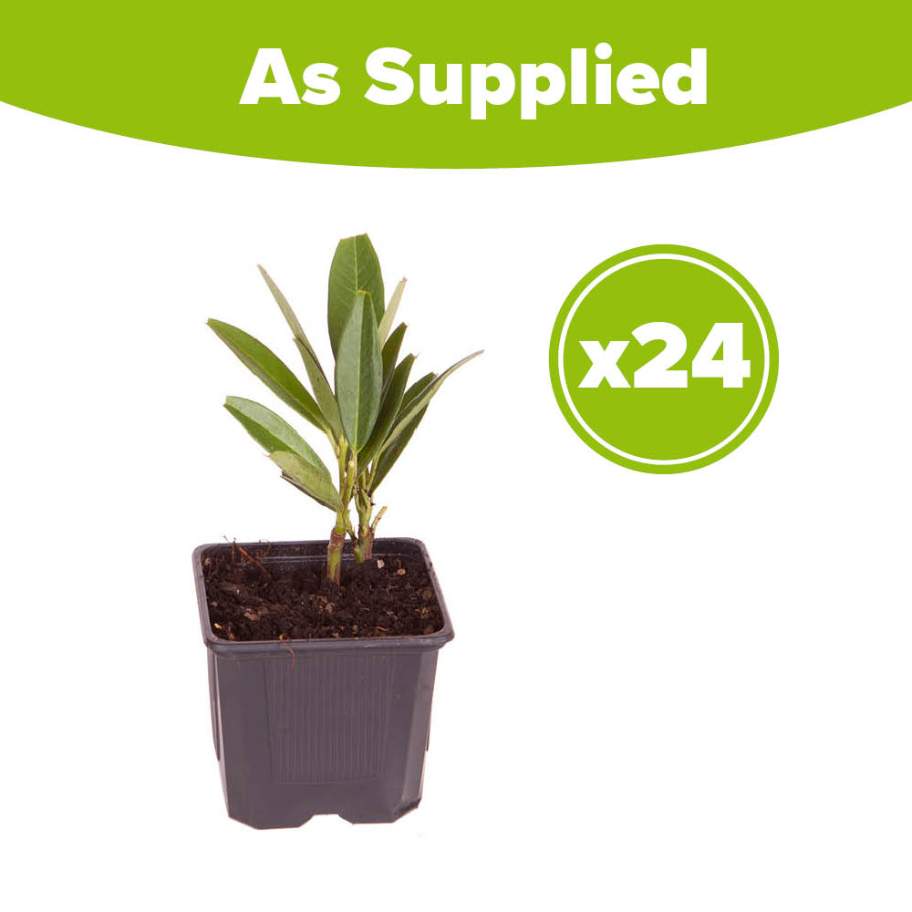 YouGarden Laurel Hedging Prunus Laurocerasus Plant in Pot 9cm 24 Pack Image 3