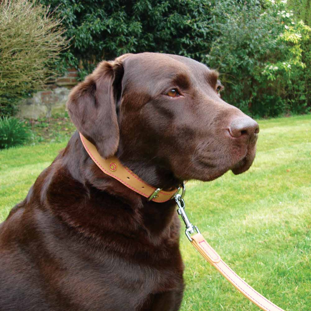 Rosewood Tan Leather Dog Collar 22-26in Image 3