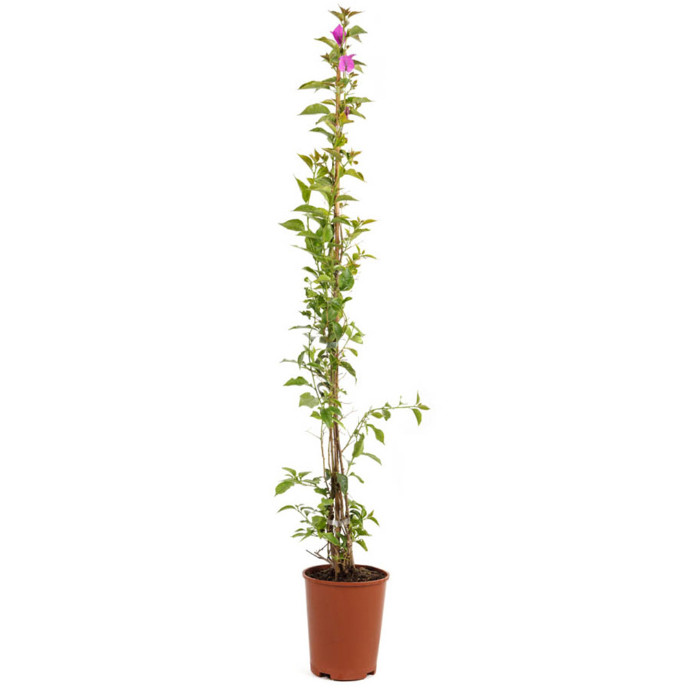 YouGarden Bougainvillea Purple Pillar Pot Image 3